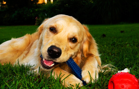 golden retriever chewing