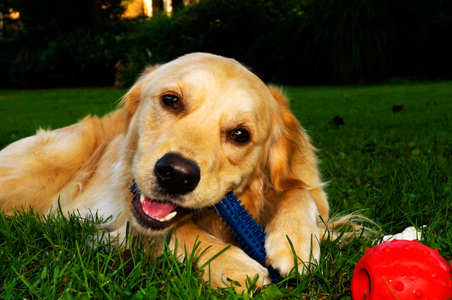 Stop Golden Retriever Puppy Chewing | Golden Retrievers Training