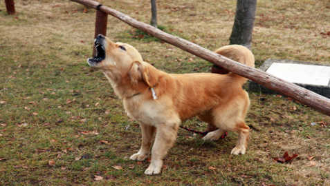 snarling golden retriever