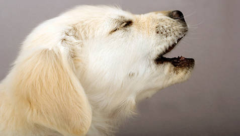 Stop Golden Retriever Barking