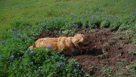 Golden Retriever Digging