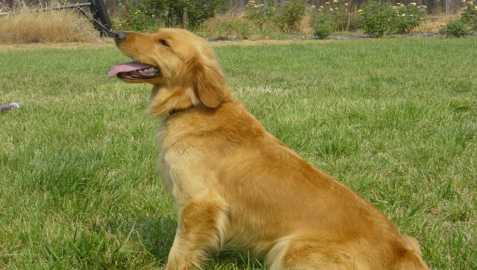 Golden Retriever Going to Jump