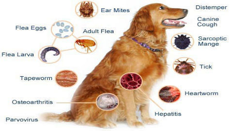 Prevent Golden Retriever Health Issues