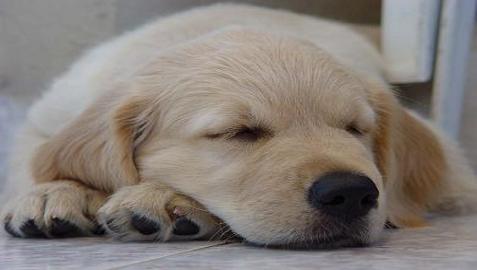 golden retriever puppy snoring