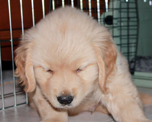 puppy will not stop whining in crate