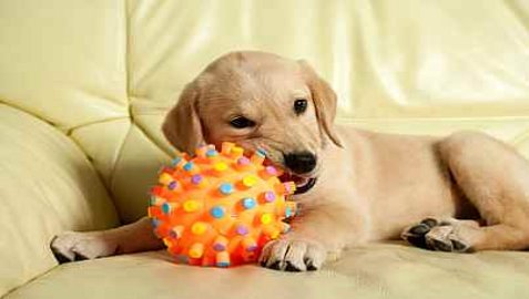 golden retriever chewing