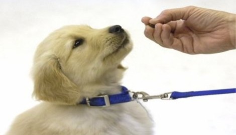 golden retriever puppy training