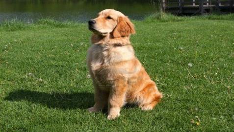 Golden Retriever Obediently Sitting