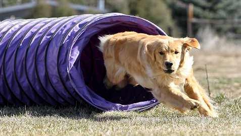 Golden Retriever Training Tips