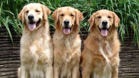 The Must Know How of Golden Retrievers Training